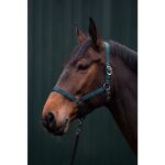 HKM Head collar -Brisbane- - Image 2