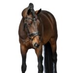 HKM Bridle -Sofia- - Image 5