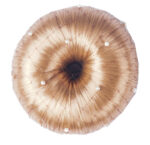 HORKA Hair net PEARL - Image 4