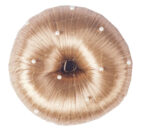 HORKA Hair net PEARL - Image 3