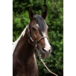 HKM Head collar -Carlotta- - Image 7