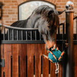 HORKA Food Toy CARROT BALL - Image 2