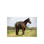 BR Event Saddle Pad Cooldry® Dressage - Image 3