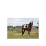 BR Saddle Pad Glamour Chic Dressage - Image 7