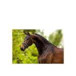 BR Bridle Southam - Image 2