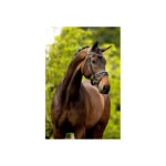 BR Bridle Southam - Image 3