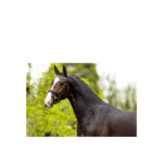 BR Bridle Windermere - Image 2