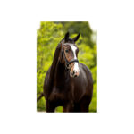 BR Bridle Windermere - Image 3