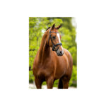 BR Bridle Bristol - Image 3