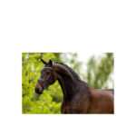 BR Bridle Plymouth II - Image 2