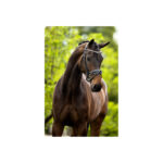 BR Bridle Plymouth II - Image 3