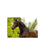 BR Bridle Bolton - Image 3