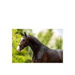 BR Bridle Longridge - Image 2