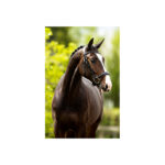 BR Bridle Longridge - Image 3