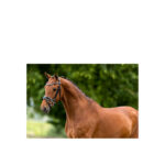 BR Bridle Ipswich - Image 2