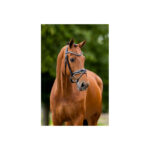 BR Bridle Ipswich - Image 3