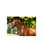 BR Bridle Oldham - Image 2