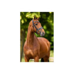 BR Bridle Oldham - Image 3