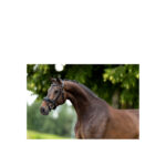 BR Bridle Lynton - Image 2