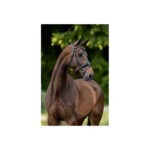 BR Bridle Lynton - Image 3