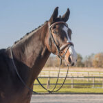 HORKA Bridle Outdoor - Image 2