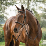 HORKA Bridle Bitless - Image 5