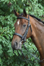 HORKA Weymouth bridle las VEGAS - Image 2