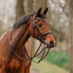 HORKA Weymouth bridle las VEGAS - Image 3