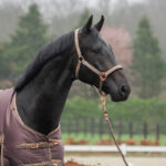 HORKA Halter Set DELUXE - Image 6