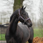 HORKA Halter Set DELUXE (NIGHT SHADE) shetty,pony - Image 2