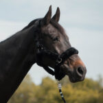 HORKA Halter with fur PROTECTION - Image 2