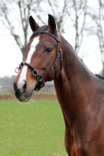 HORKA Cavesson - Image 2