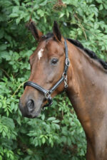 HORKA Halter Leather - Image 2