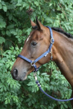 HORKA Halter Nubuck - Image 3