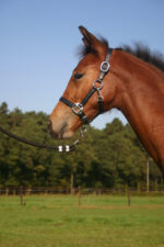 HORKA Halter Leather FOAL - Image 2