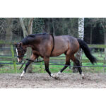 HORKA Lunging aid COTTON - Image 2