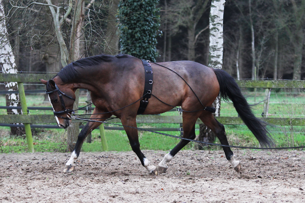 HORKA Pessoa Lunging AID