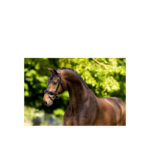 BR Bridle Kingston - Image 2