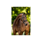 BR Bridle Kingston - Image 3