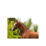 BR Bridle Eston - Image 2