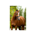 BR Bridle Eston - Image 3