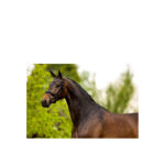 BR Bridle Cambridge - Image 2