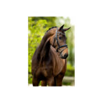 BR Bridle Cambridge - Image 3