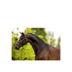 BR Bridle Bath - Image 2