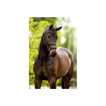 BR Bridle Bath - Image 3