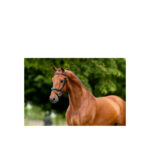 BR Bridle Cheltenham - Image 2