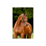 BR Bridle Cheltenham - Image 3