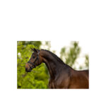 BR Bridle Luton - Image 2