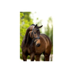 BR Bridle Luton - Image 3