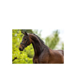 Bridle BR Kendal - Image 2